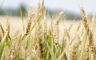 V é g é t a l  🌱⁠